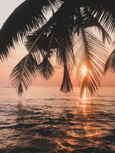 日落时靠近水体的棕榈树
